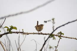 Image of Grass Wren