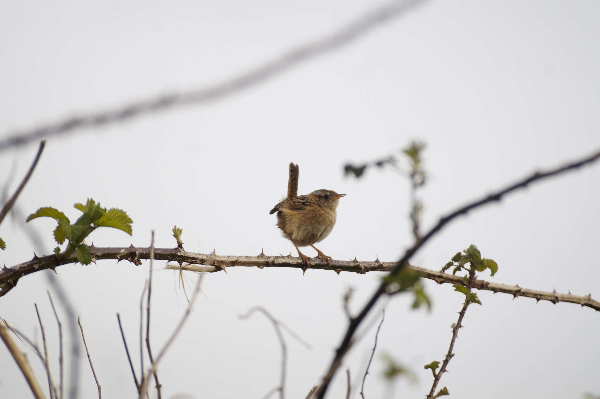 Image of Grass Wren