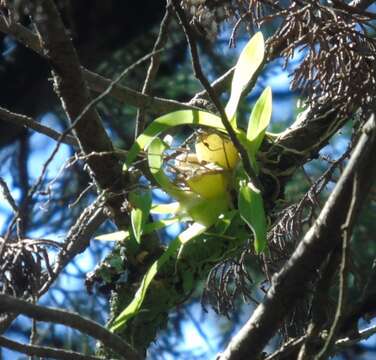 Plancia ëd Erycina hyalinobulbon (Lex.) N. H. Williams & M. W. Chase