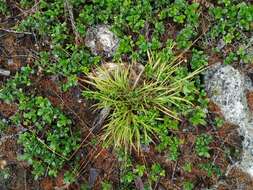 Image of Rufous Wood-Rush