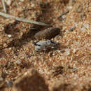 Image of Catasarcus bicolor R. T. Thompson 1968