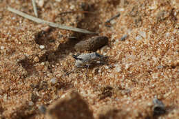 Image of Catasarcus bicolor R. T. Thompson 1968