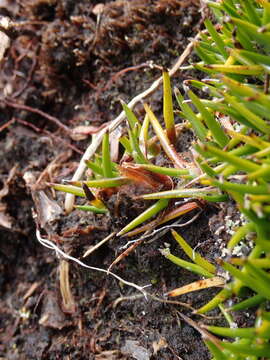 Astelia subulata (Hook. fil.) Cheeseman resmi