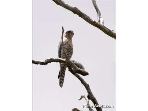 Image of Banded Kestrel