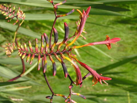 Image of zigzag crocosmia