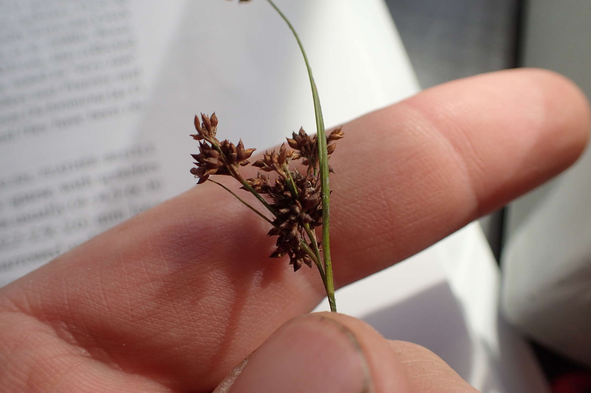 Image of Pineland Beak Sedge