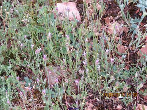 Plancia ëd Xeranthemum inapertum (L.) Mill.