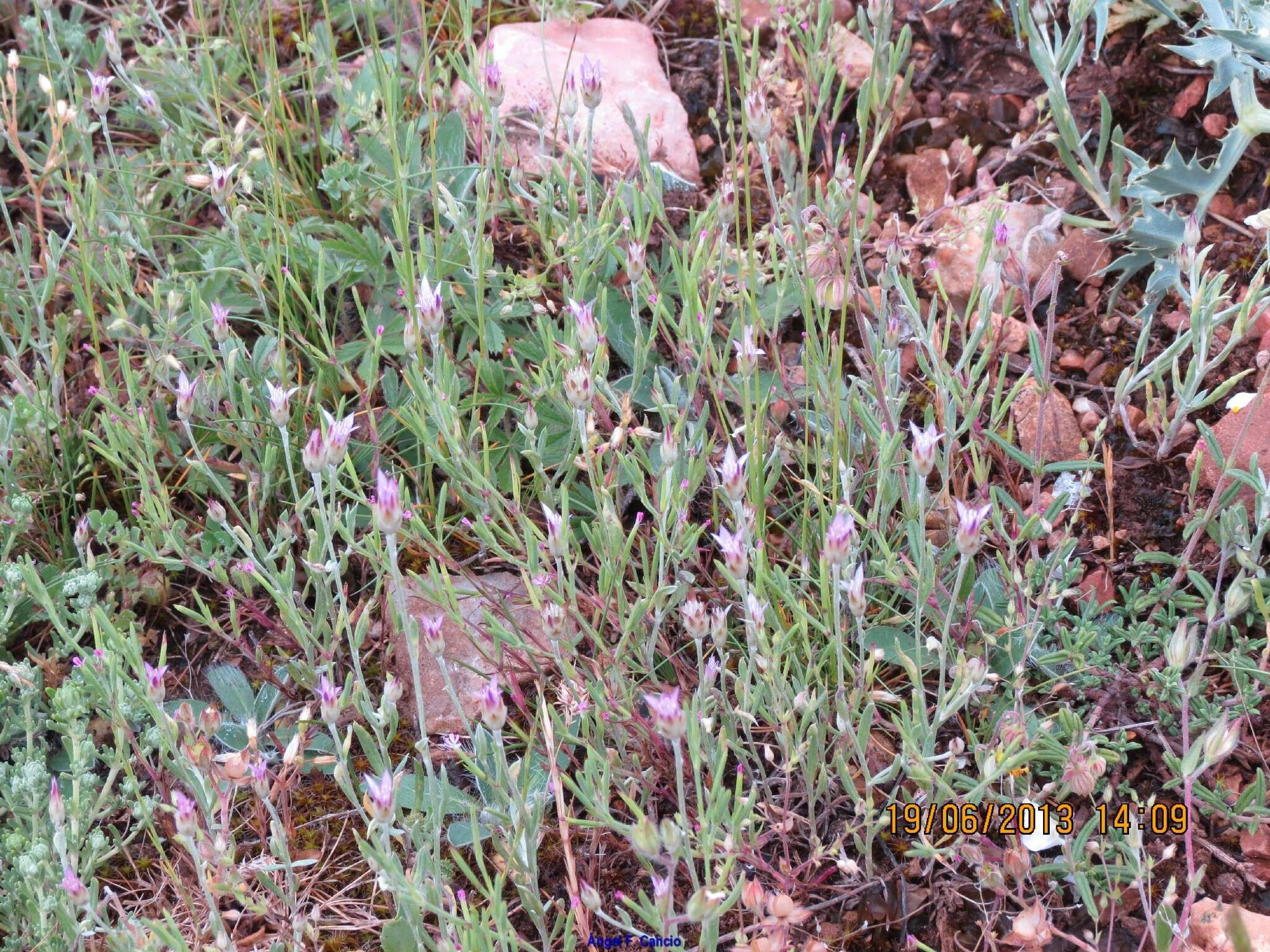 Image of Xeranthemum inapertum (L.) Mill.