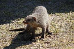 Image of Banded mongooses