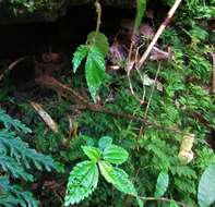 Image of Dominica Anole