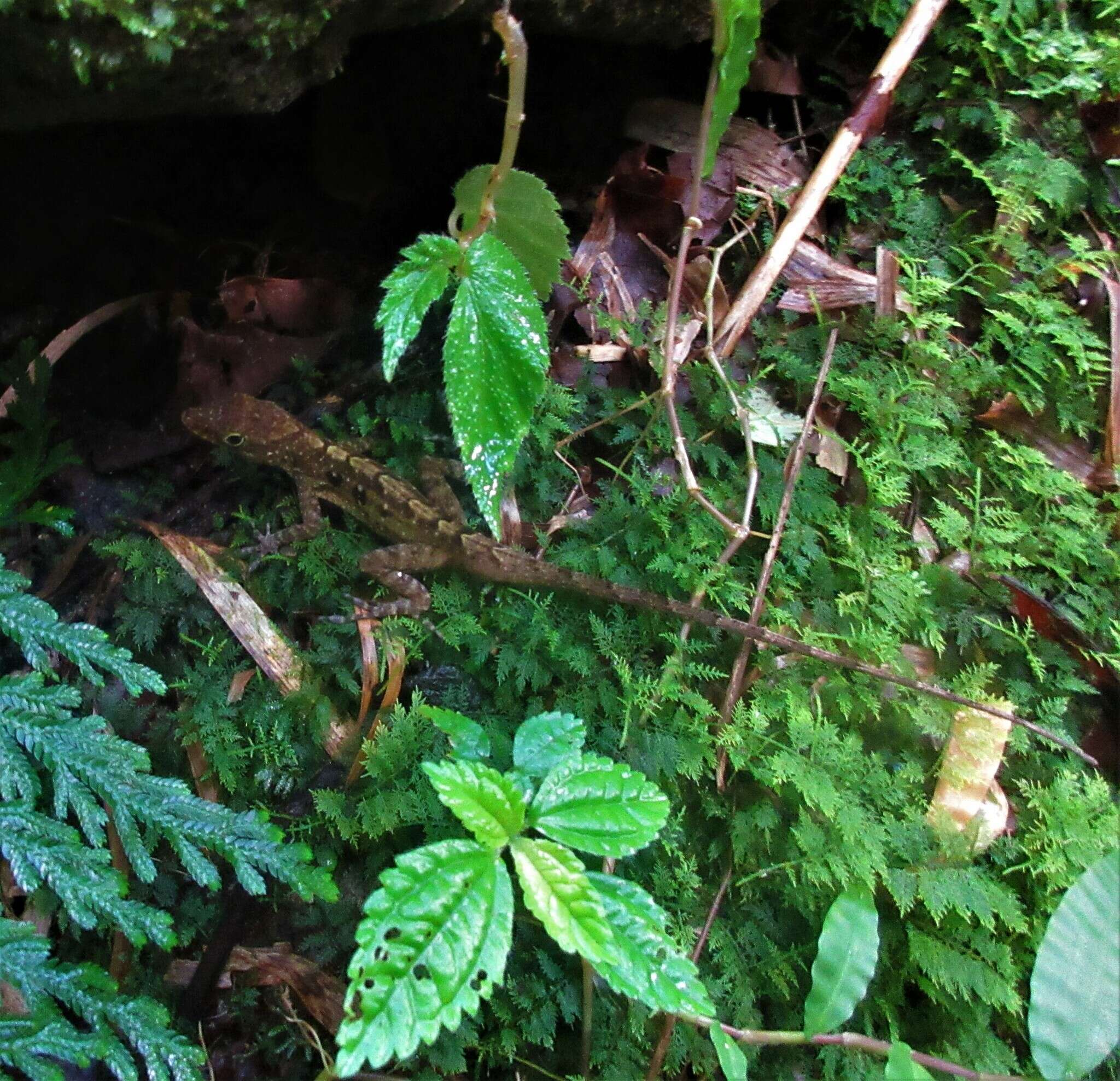 Слика од Anolis oculatus (Cope 1879)