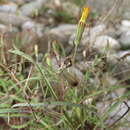 Image of Ixeris tamagawaensis (Makino) Kitam.