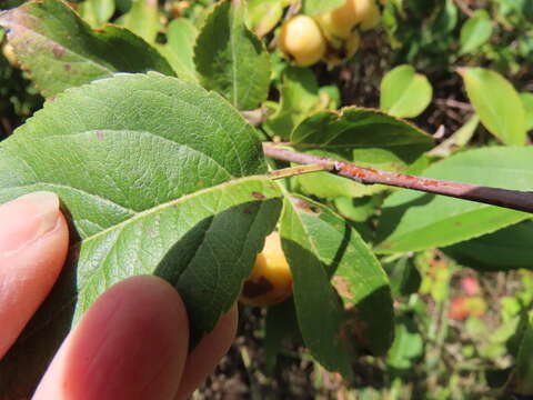 Image of crab apple