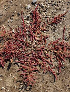 Image of Suaeda corniculata (C. A. Mey.) Bunge