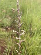 Image de Aloe bergeriana (Dinter) Boatwr. & J. C. Manning