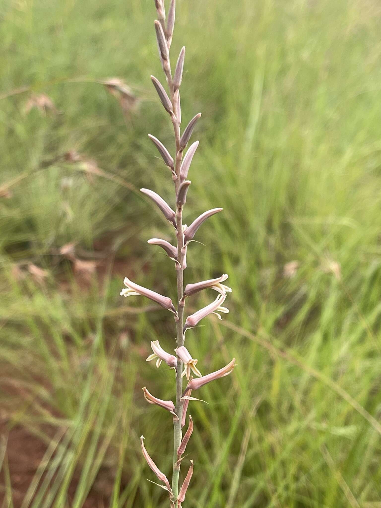 Aloe bergeriana (Dinter) Boatwr. & J. C. Manning resmi