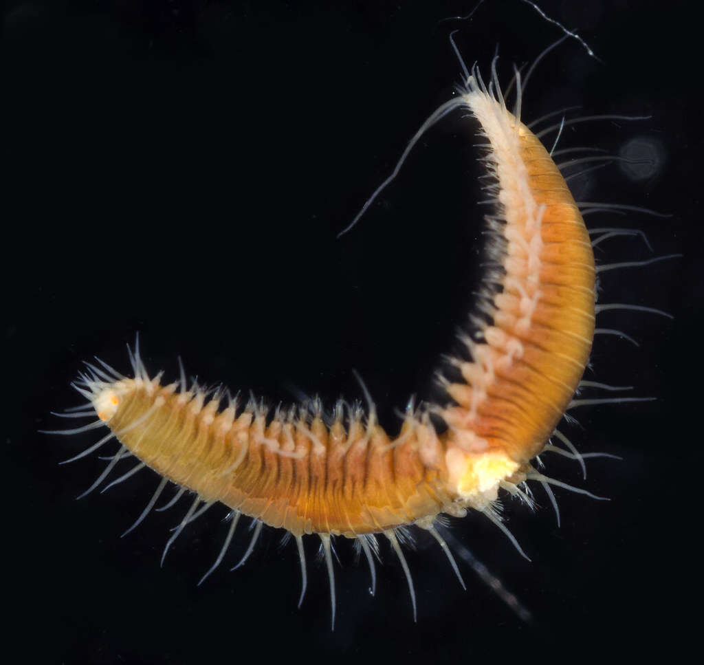 Image of Ophiodromini