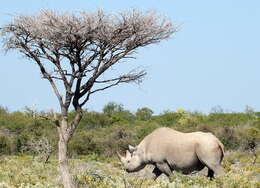 Image of Cape rhinoceros