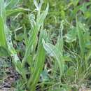 Слика од Centaurea cheiranthifolia subsp. willdenowii (Czer.) A. D. Mikheev