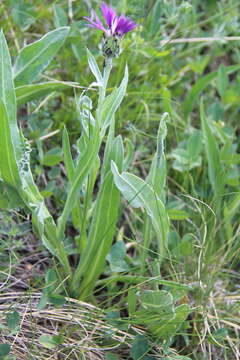 Centaurea cheiranthifolia Willd. resmi