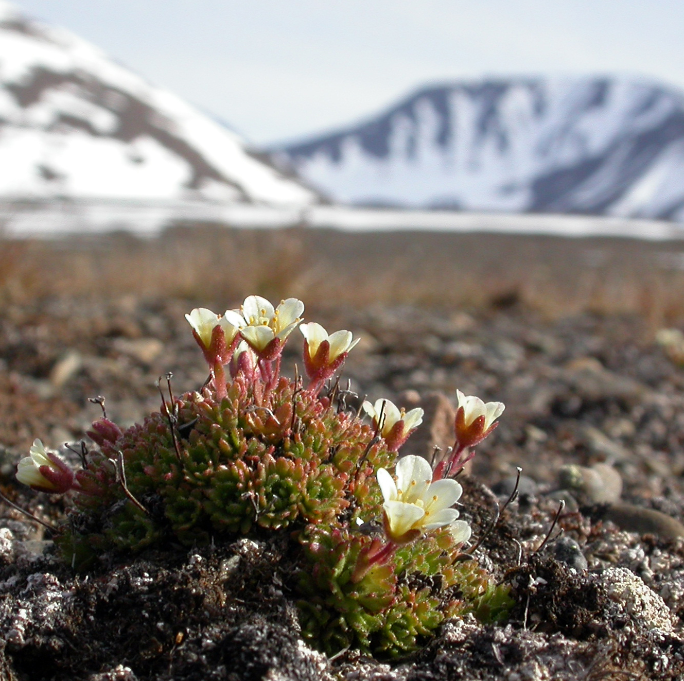 Saxifraga cespitosa (rights holder: Jamie McMillan)