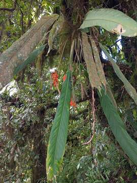 Image of Anthurium protensum Schott