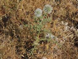 Image of Echinops sphaerocephalus subsp. sphaerocephalus