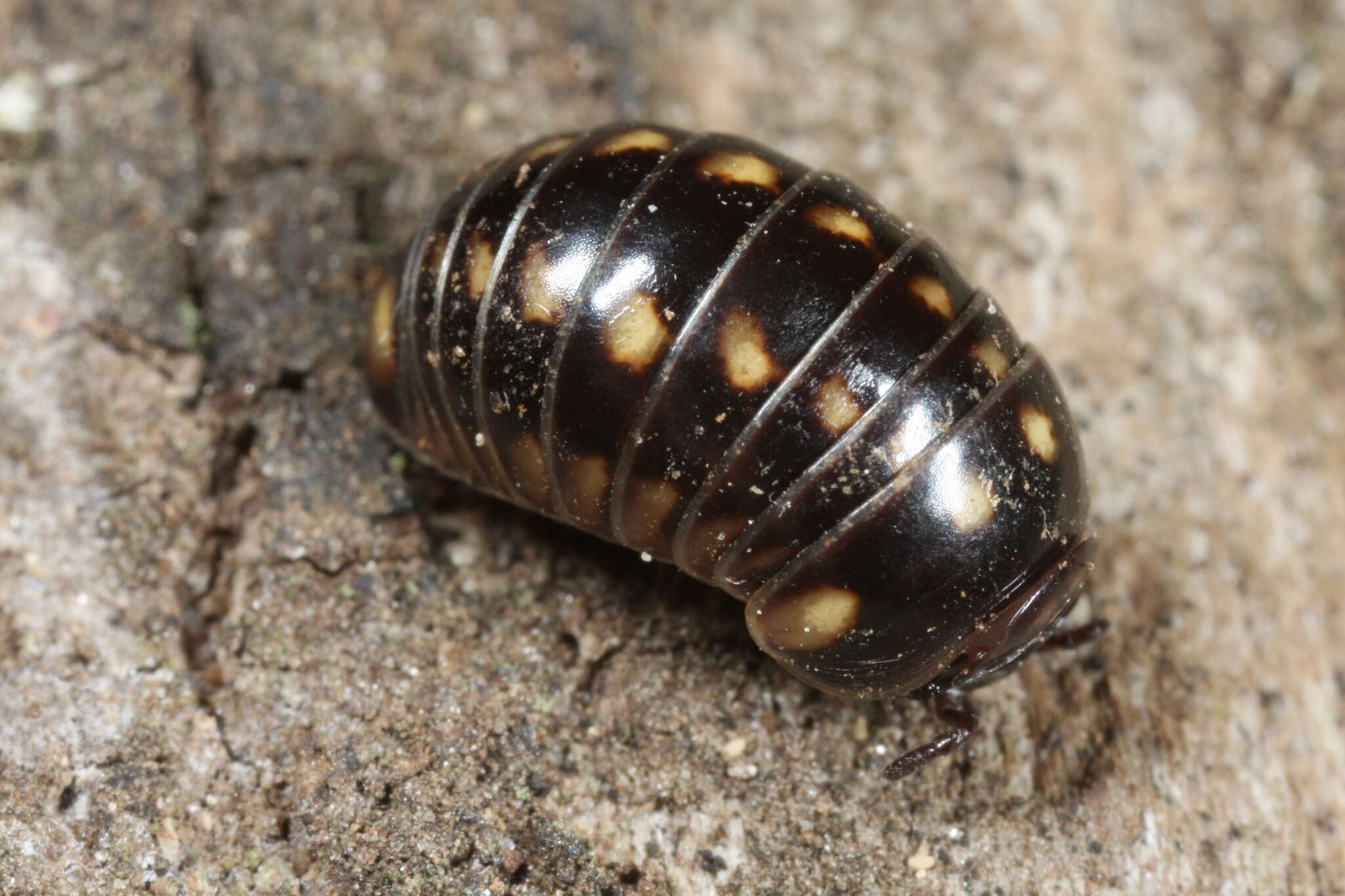 Image of Glomeris tetrasticha Brandt 1833