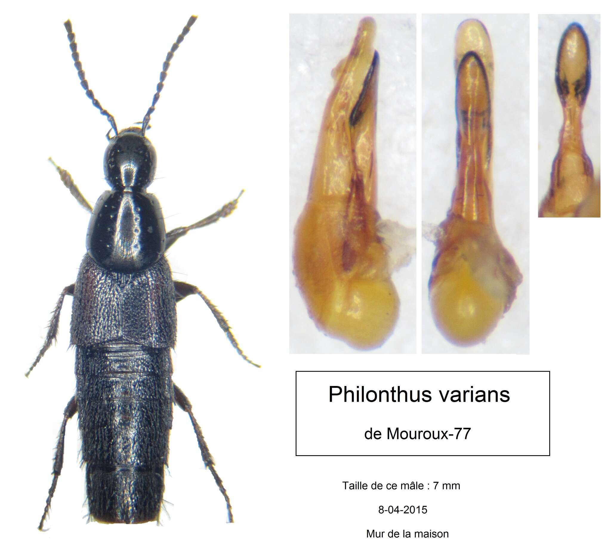 Image of Philonthus (Philonthus) varians (Paykull 1789)