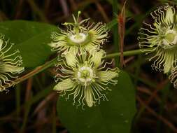 صورة Passiflora auriculata Kunth