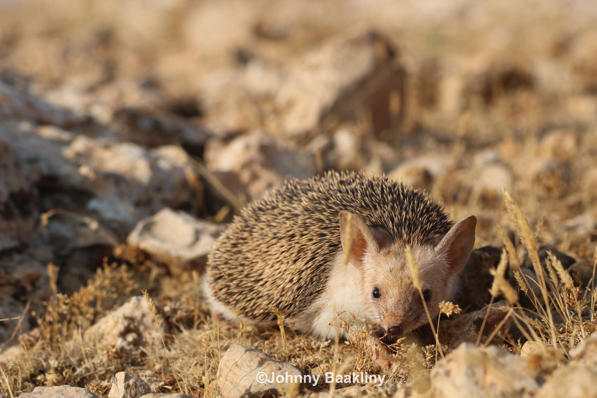 Image of Steppe Hedgehogs