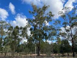 Image of Eucalyptus woollsiana F. Müll. ex R. T. Baker