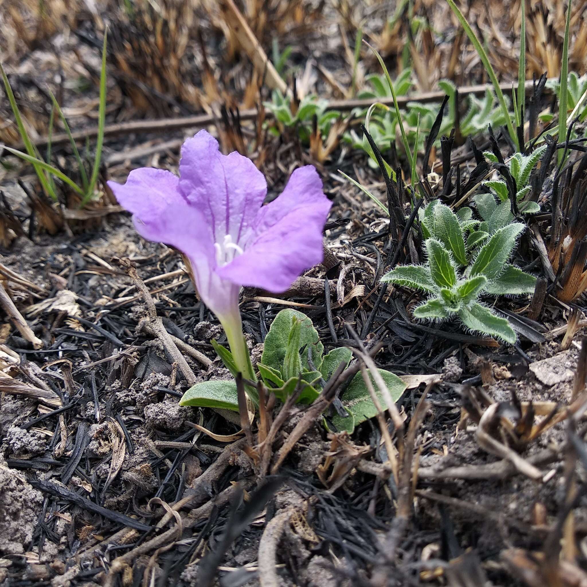 Plancia ëd Ruellia lactea Cav.