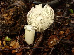 Image de Russula roseopileata McNabb 1973