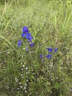 Delphinium treleasei Bush的圖片