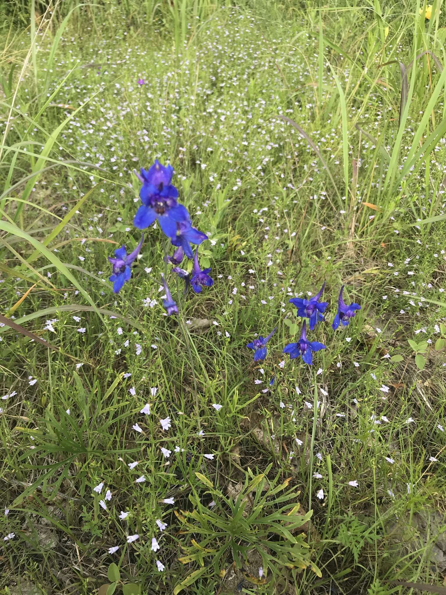 Image of glade larkspur