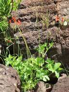 Image of Pelargonium tongaense P. Vorster