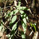 Image of Eucalyptus croajingolensis L. A. S. Johnson & K. D. Hill
