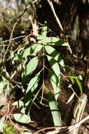 Image de Eucalyptus croajingolensis L. A. S. Johnson & K. D. Hill