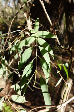 Image of Eucalyptus croajingolensis L. A. S. Johnson & K. D. Hill