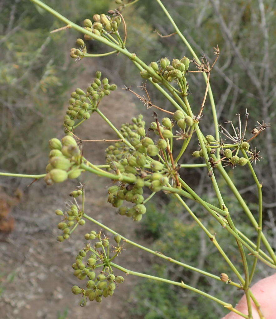 Слика од Anginon difforme (L.) B. L. Burtt