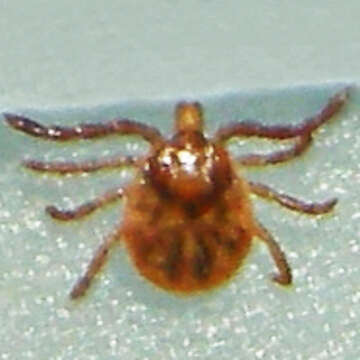 Image of Lone Star Tick