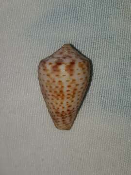 Image de Conasprella perplexa (G. B. Sowerby II 1857)