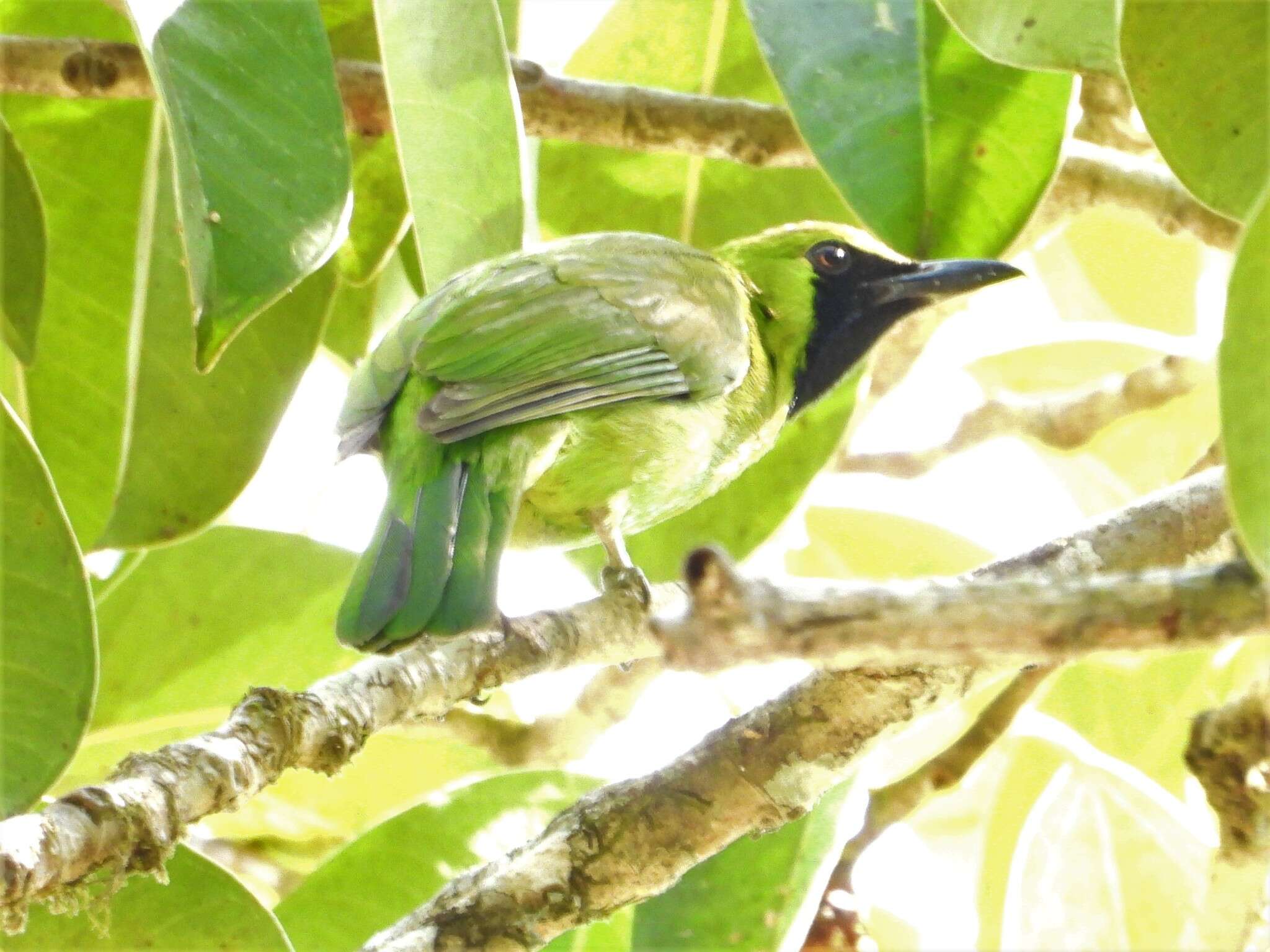 Image of Greater Green Leafbird