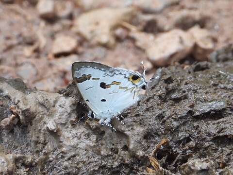 Image of Hypolycaena othona