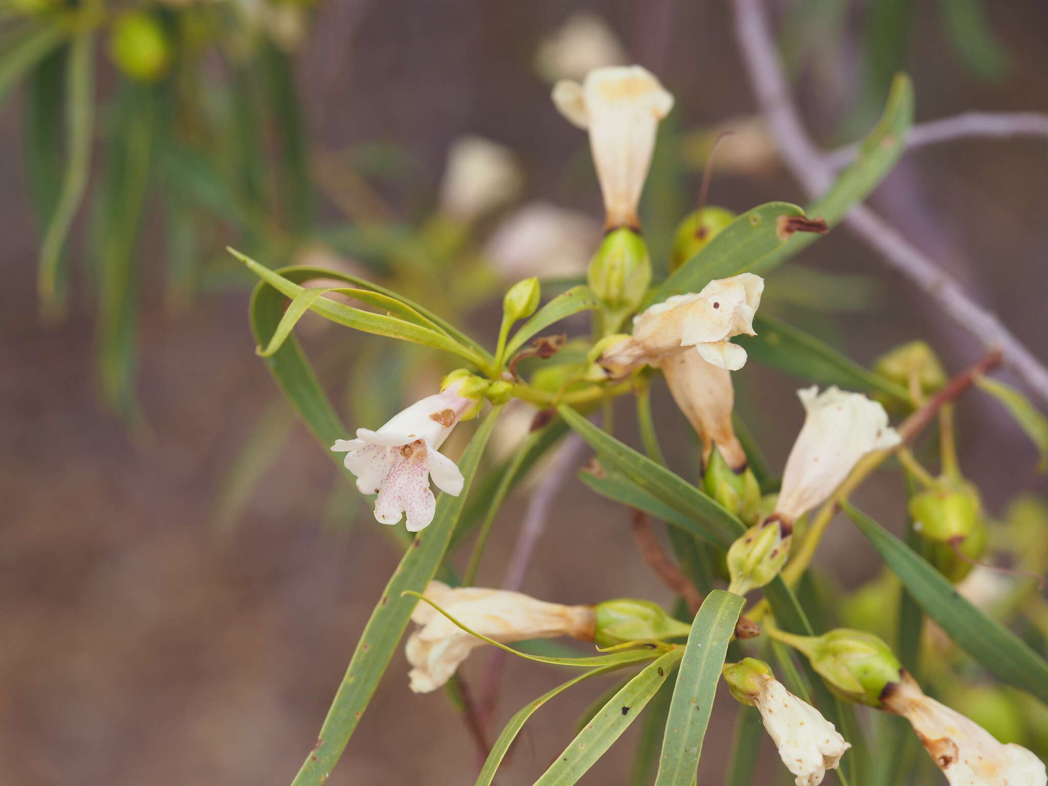 Imagem de Eremophila bignoniiflora (Benth.) F. Muell.