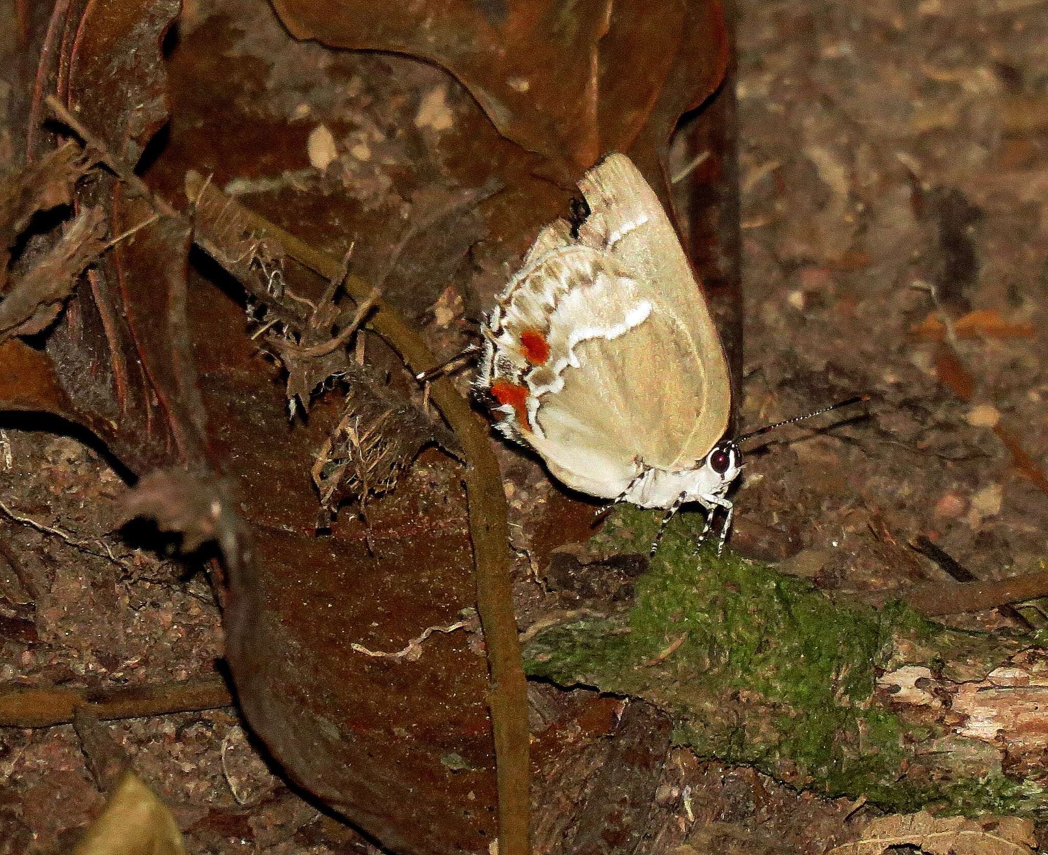 Image of Strephonota adela