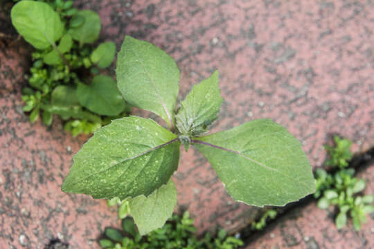 Image of ragleaf