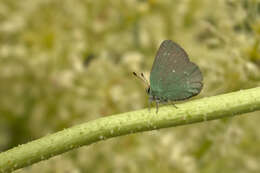 صورة Callophrys mystaphia Miller 1912