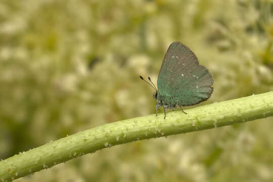 Image of Callophrys mystaphia Miller 1912